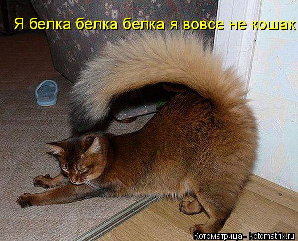 Я белка белка белка я вовсе не кошак... Котоматрица: Я белка белка белка я вовсе не кошак