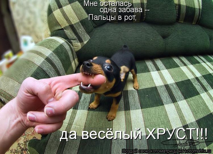 Мне осталась одна забава -- Пальцы в рот, да весёлый ХРУСТ!!!... Котоматрица: Мне осталась одна забава -- Пальцы в рот, да весёлый ХРУСТ!!!