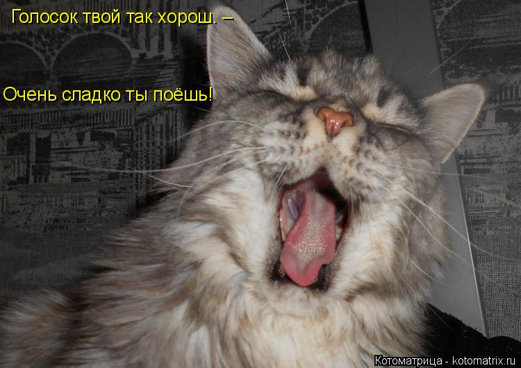 Котоматрица: Голосок твой так хорош. – Очень сладко ты поёшь!