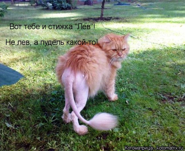 Вот тебе и стижка "Лев"! Не лев, а пудель какой-то!... Котоматрица: Вот тебе и стижка "Лев"! Не лев, а пудель какой-то!
