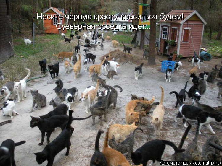 Котоматрица: - Несите черную краску, краситься будем! Суеверная соседка идет...