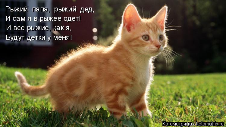 Котоматрица: Рыжий  папа,  рыжий  дед,  И сам я в рыжее одет!  И все рыжие, как я,  Будут детки у меня!