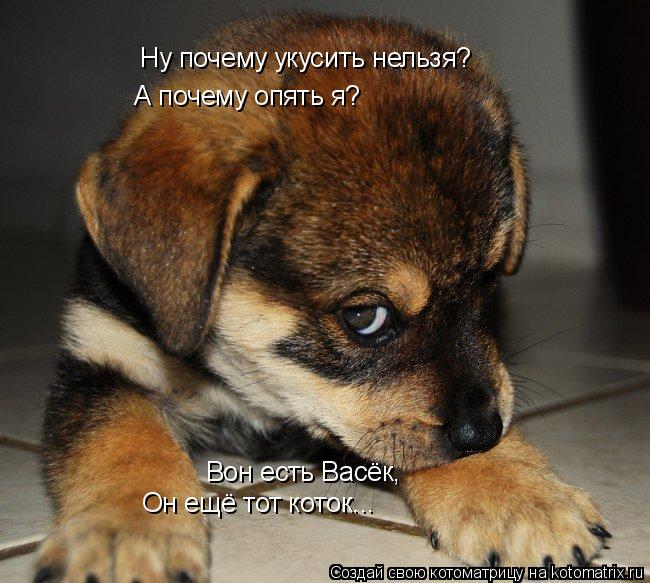 Котоматрица: Ну почему укусить нельзя? А почему опять я? Вон есть Васёк, Он ещё тот коток...
