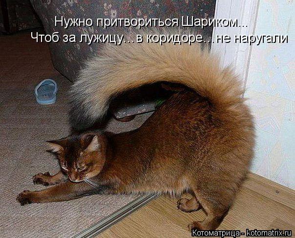 Котоматрица: Нужно притвориться Шариком... Чтоб за лужицу…в коридоре…не наругали
