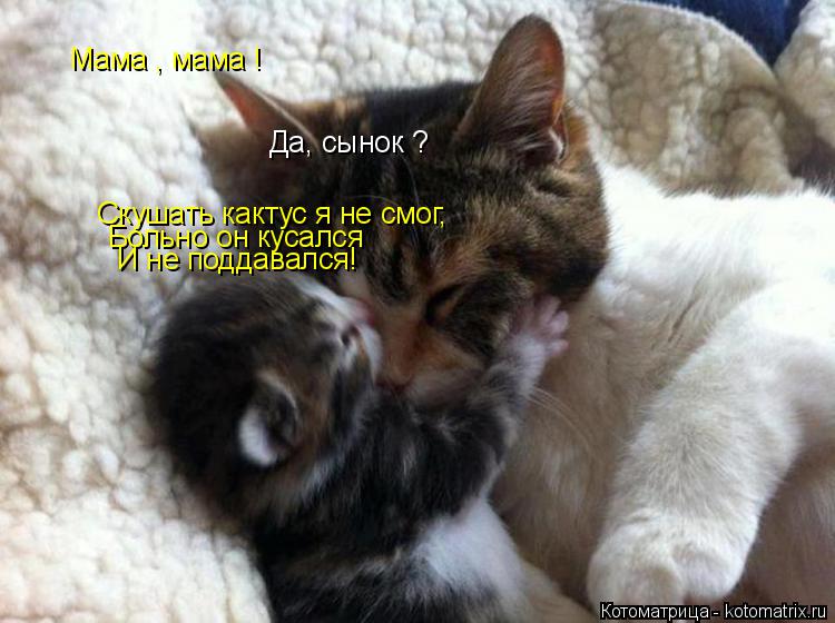 Котоматрица: Мама , мама ! Да, сынок ? Скушать кактус я не смог, Больно он кусался И не поддавался!