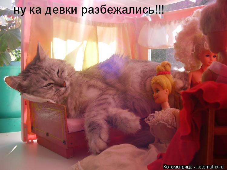 Котоматрица: ну ка девки разбежались!!!