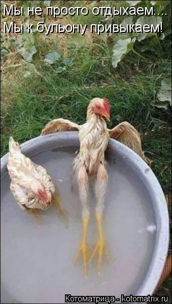 Мы не просто отдыхаем.... Мы к бульону привыкаем!... Котоматрица: Мы не просто отдыхаем.... Мы к бульону привыкаем!