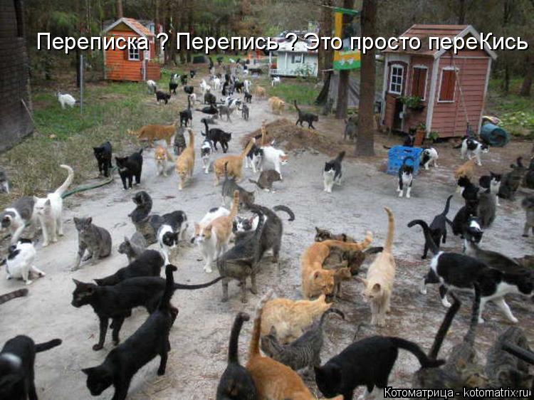 Котоматрица: Переписка ? Перепись ? Это просто переКись