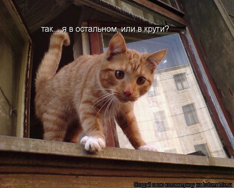 Котоматрица: так... я в остальном, или в крути?