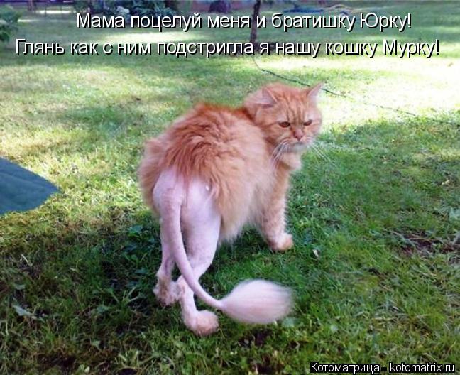 Мама поцелуй меня и братишку Юрку! Глянь как с ним подстригла я нашу кошку Мурку!... Котоматрица: Мама поцелуй меня и братишку Юрку! Глянь как с ним подстригла я нашу кошку Мурку!