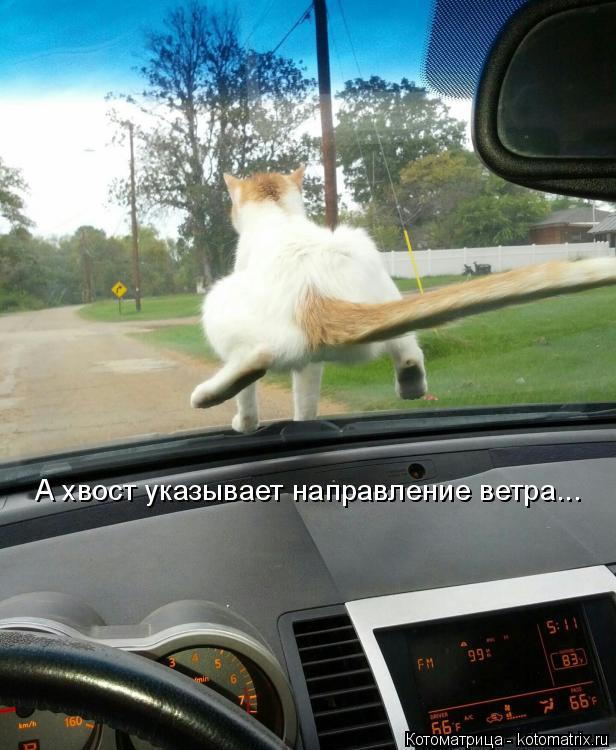 А хвост указывает направление ветра...... Котоматрица: А хвост указывает направление ветра...