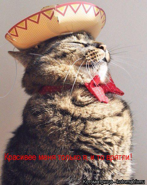 Котоматрица: Красивее меня только я, и то врятли!