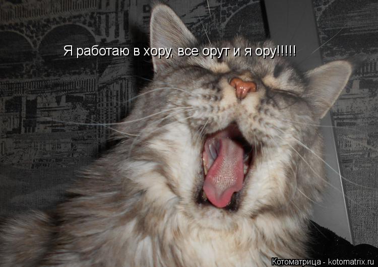 Котоматрица: Я работаю в хору, все орут и я ору!!!!!