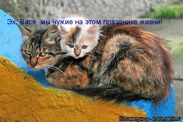 Эх, Вася, мы чужие на этом празднике жизни!... Котоматрица: Эх, Вася, мы чужие на этом празднике жизни!