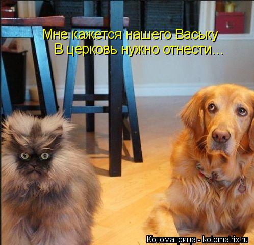 Котоматрица: Мне кажется нашего Ваську В церковь нужно отнести…