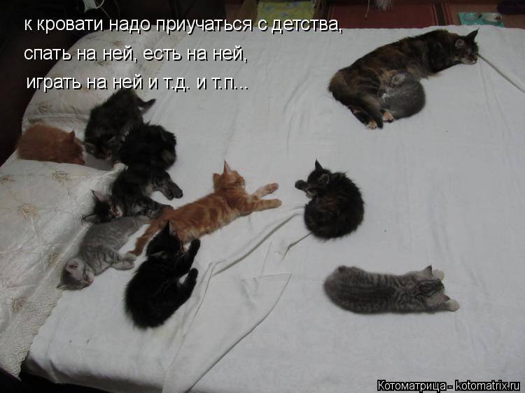 к кровати надо приучаться с детства, спать на ней, есть на ней, играть на ней и т.д. и т.п...... Котоматрица: к кровати надо приучаться с детства, спать на ней, есть на ней, играть на ней и т.д. и т.п...