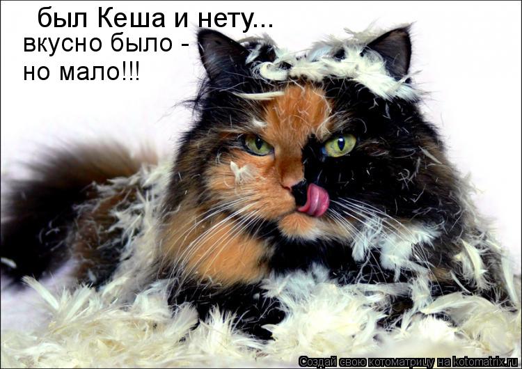 Котоматрица: был Кеша и нету... вкусно было - но мало!!!
