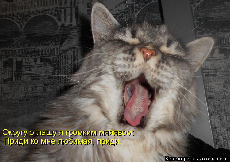 Котоматрица: Округу оглашу я громким мяяявом: Приди ко мне любимая, приди.