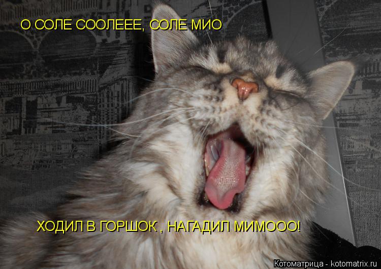 Котоматрица: О СОЛЕ СООЛЕЕЕ, СОЛЕ МИО ХОДИЛ В ГОРШОК , НАГАДИЛ МИМООО!
