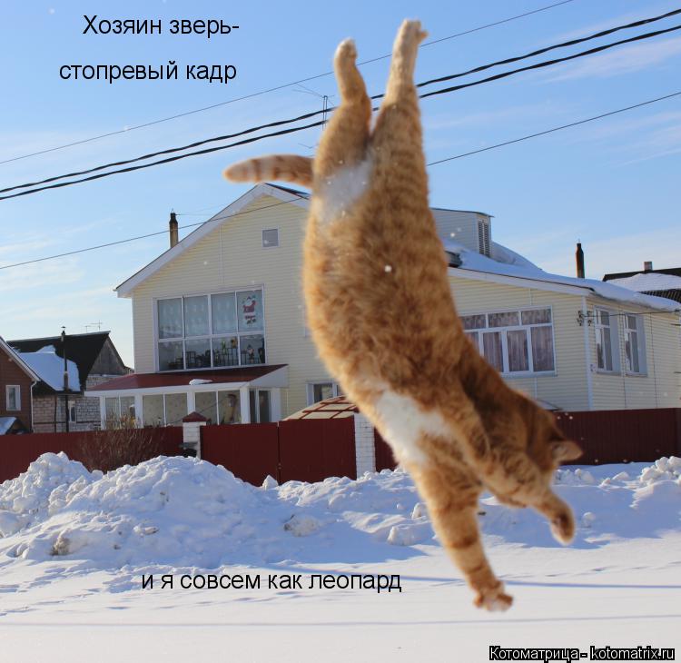Хозяин зверь- стопревый кадр и я совсем как леопард... Котоматрица: Хозяин зверь- стопревый кадр и я совсем как леопард