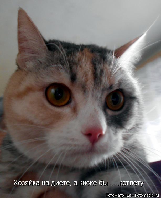 Котоматрица: Хозяйка на диете, а киске бы .....котлету
