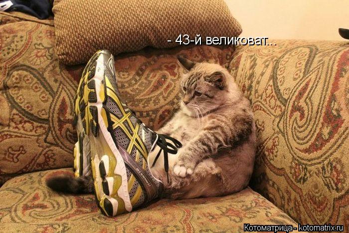 Котоматрица: - 43-й великоват...
