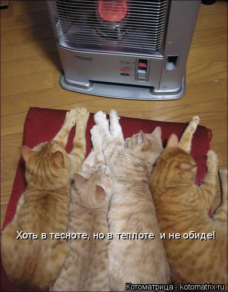 Хоть в тесноте, но в теплоте и не обиде!... Котоматрица: Хоть в тесноте, но в теплоте и не обиде!