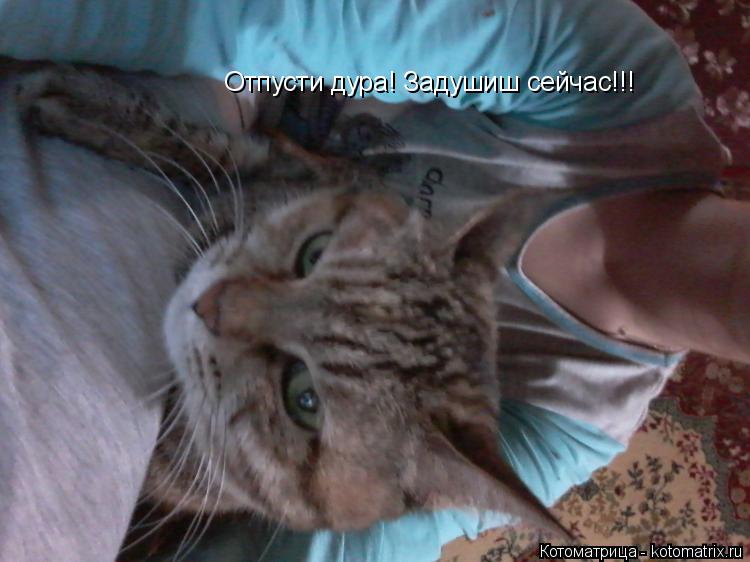Отпусти дура! Задушиш сейчас!!!... Котоматрица: Отпусти дура! Задушиш сейчас!!!