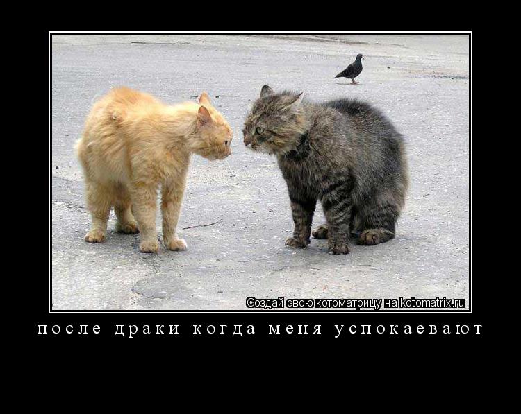 после драки когда меня успокаевают ... Котоматрица: после драки когда меня успокаевают