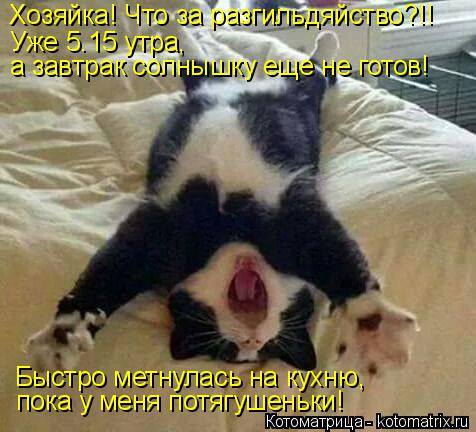 Хозяйка! Что за разгильдяйство?!! Уже 5.15 утра, а завтрак солнышку еще не готов! Быстро метнулась н... Котоматрица: Хозяйка! Что за разгильдяйство?!! Уже 5.15 утра, а завтрак солнышку еще не готов! Быстро метнулась на кухню, пока у меня потягушеньки!