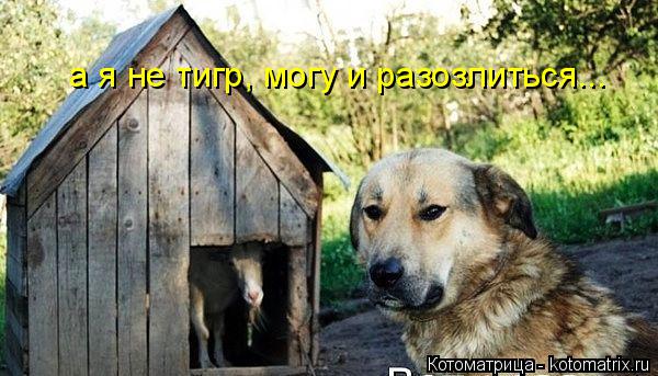 а я не тигр, могу и разозлиться...... Котоматрица: а я не тигр, могу и разозлиться...