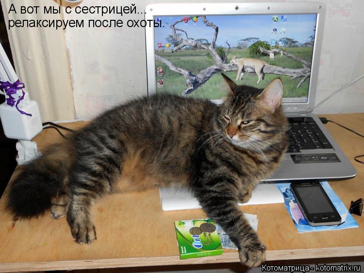 А вот мы с сестрицей... релаксируем после охоты.... Котоматрица: А вот мы с сестрицей... релаксируем после охоты.