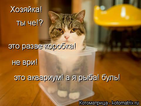 Хозяйка! ты че!? это разве коробка! не ври! это аквариум! а я рыба! буль!... Котоматрица: Хозяйка! ты че!? это разве коробка! не ври! это аквариум! а я рыба! буль!