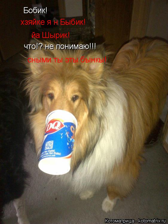 Бобик! хзяйке я н Быбик! йа Шырик! что!? не понимаю!!! сными ты эты бынкы!... Котоматрица: Бобик! хзяйке я н Быбик! йа Шырик! что!? не понимаю!!! сными ты эты бынкы!