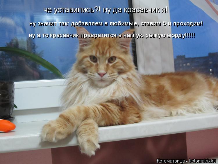 че уставились?! ну да красавчик я! ну значит так: добавляем в любимые, ставим 5 и проходим! ну а то ... Котоматрица: че уставились?! ну да красавчик я! ну значит так: добавляем в любимые, ставим 5 и проходим! ну а то красавчик превратится в наглую рыжую морду!
