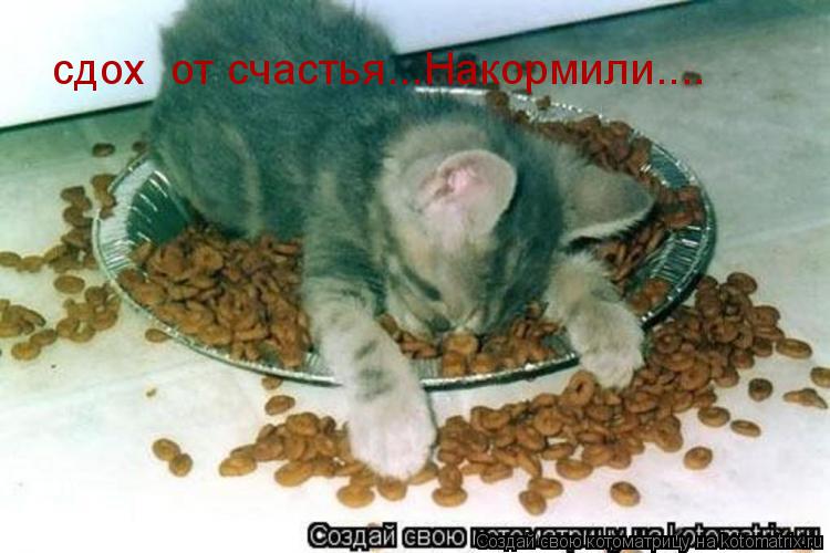 сдох от счастья...Накормили....... Котоматрица: сдох от счастья...Накормили....