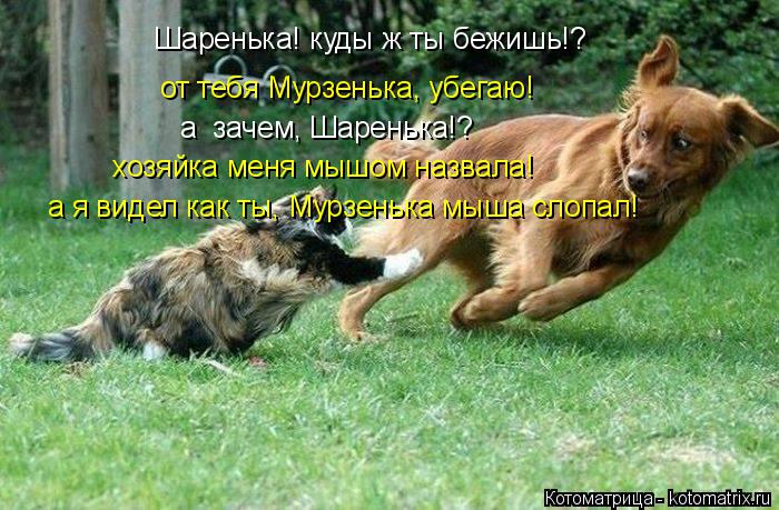 Шаренька! куды ж ты бежишь!? от тебя Мурзенька, убегаю! а зачем, Шаренька!? хозяйка меня мышом назва... Котоматрица: Шаренька! куды ж ты бежишь!? от тебя Мурзенька, убегаю! а зачем, Шаренька!? хозяйка меня мышом назвала! а я видел как ты, Мурзенька мыша слопал!