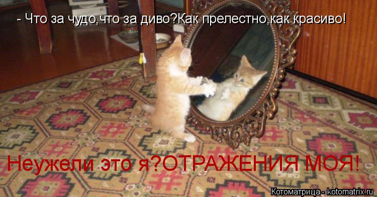 - Что за чудо,что за диво?Как прелестно,как красиво! Неужели это я?ОТРАЖЕНИЯ МОЯ!... Котоматрица: - Что за чудо,что за диво?Как прелестно,как красиво! Неужели это я?ОТРАЖЕНИЯ МОЯ!