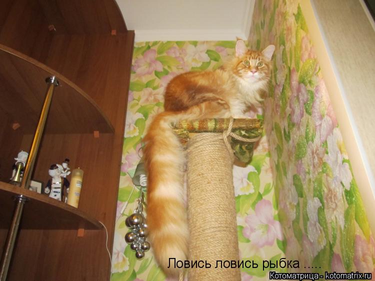 Ловись ловись рыбка ........ Котоматрица: Ловись ловись рыбка .....