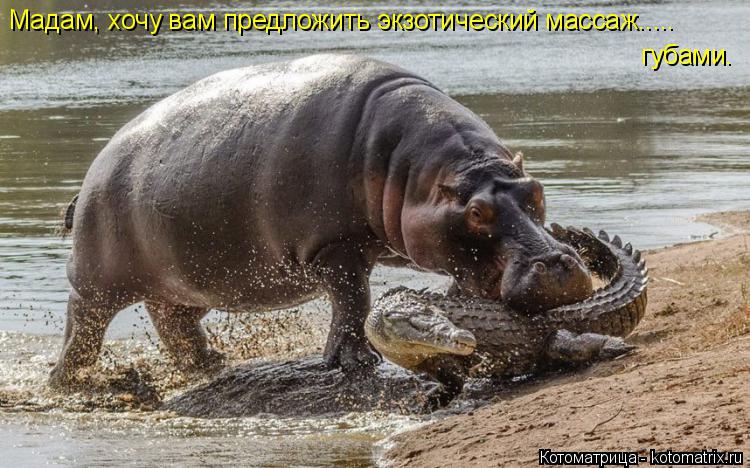 губами. Мадам, хочу вам предложить экзотический массаж........ Котоматрица: губами. Мадам, хочу вам предложить экзотический массаж.....