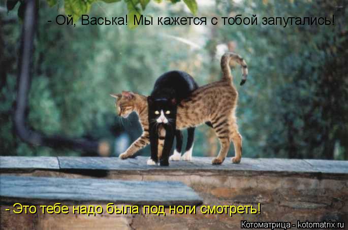 - Ой, Васька! Мы кажется с тобой запутались! - Это тебе надо была под ноги смотреть!... Котоматрица: - Ой, Васька! Мы кажется с тобой запутались! - Это тебе надо была под ноги смотреть!