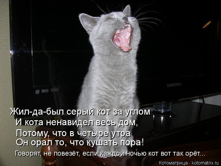 Жил-да-был серый кот за углом И кота ненавидел весь дом, Потому, что в четыре утра Он орал то, что ку... Котоматрица: Жил-да-был серый кот за углом И кота ненавидел весь дом, Потому, что в четыре утра Он орал то, что кушать пора! Говорят, не повезёт, если каждой