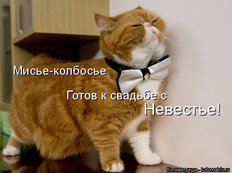 Мисье-колбосье Мисье-колбосье Готов к свадьбе с Невестье!... Котоматрица: Мисье-колбосье Мисье-колбосье Готов к свадьбе с Невестье!