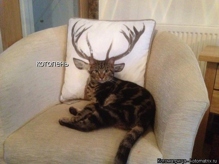 котолень... Котоматрица: котолень