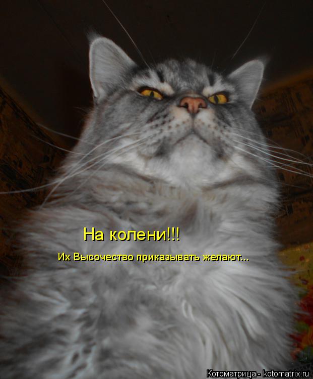 На колени!!! Их Высочество приказывать желают...... Котоматрица: На колени!!! Их Высочество приказывать желают...
