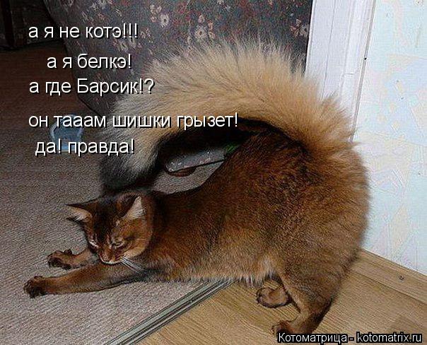 а я не котэ!!! а я белкэ! а где Барсик!? он тааам шишки грызет! да! правда!... Котоматрица: а я не котэ!!! а я белкэ! а где Барсик!? он тааам шишки грызет! да! правда!