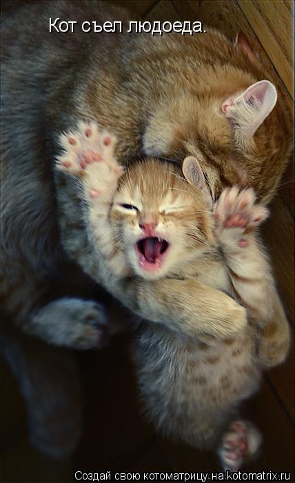 Кот съел людоеда.... Котоматрица: Кот съел людоеда.