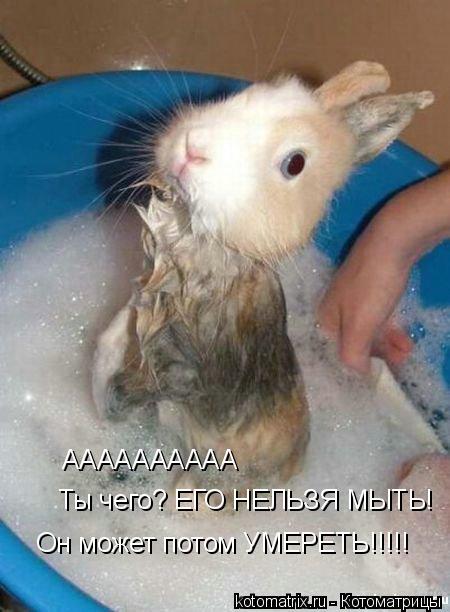 АААААААААА Ты чего? ЕГО НЕЛЬЗЯ МЫТЬ! Он может потом УМЕРЕТЬ!!!!!... Котоматрица: АААААААААА Ты чего? ЕГО НЕЛЬЗЯ МЫТЬ! Он может потом УМЕРЕТЬ!!!!!