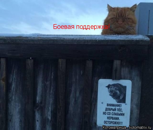 Боевая поддержка!... Котоматрица: Боевая поддержка!