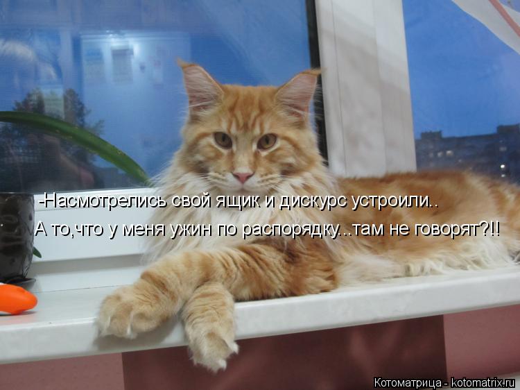 -Насмотрелись свой ящик и дискурс устроили.. А то,что у меня ужин по распорядку...там не говорят?!!... Котоматрица: -Насмотрелись свой ящик и дискурс устроили.. А то,что у меня ужин по распорядку...там не говорят?!!